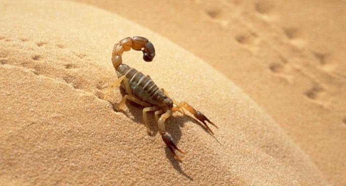 10 Невероятных фактов оскорпионах