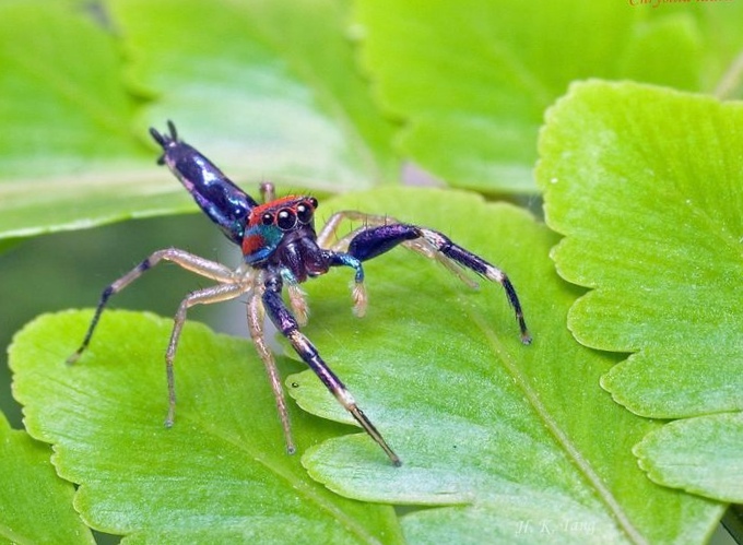 10 Самых красивых пауков мира