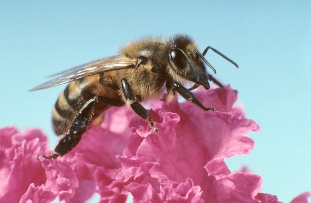 Интеллект пчел воплотится в крошечных летательных аппаратах