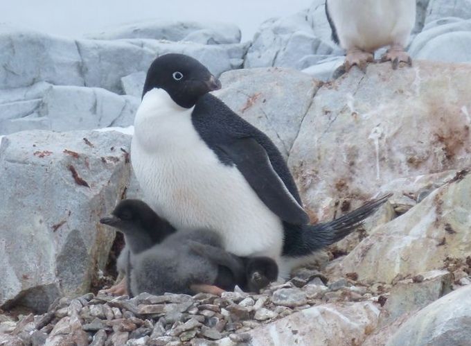 Изменения климата могут сократить популяцию пингвинов адели к концу этого столетия