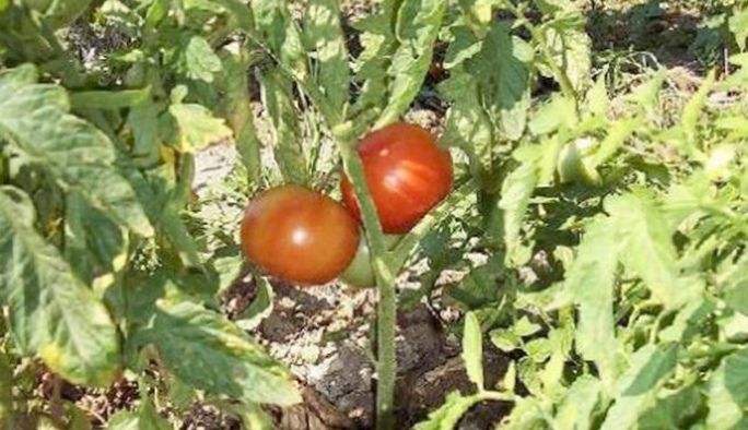 koblevo-pomidornyj-raj-materialy-dlja-agro_1.jpg