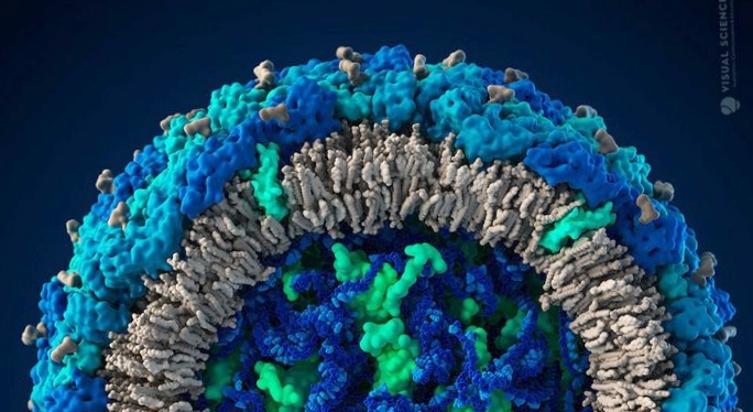 Модель вируса гриппа a/h1n1 от visual science