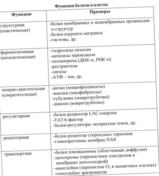 opredelenie-belkov-v-kletkah-i-tkanjah_1.jpg