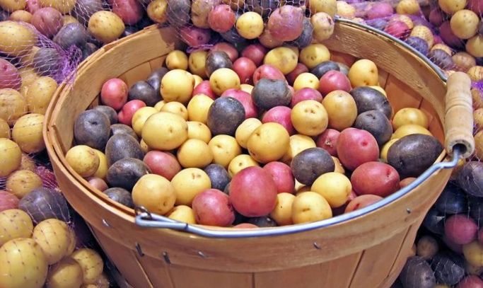Подходящий для марсианских условий сорт картофеля подбирают эксперты nasa