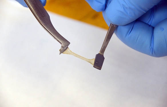 Самовосстанавливающийся материал на основе генетического кода зубов кальмара