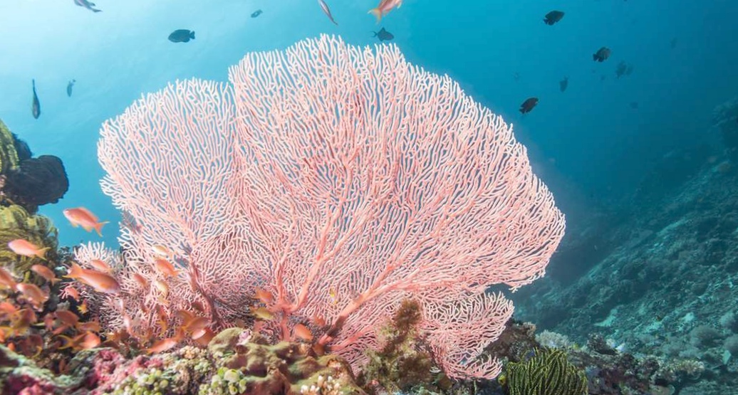 Синтетический материал по очистке океана имитирует коралл