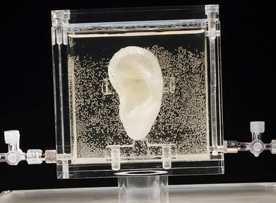 Живая реплика уха ван гога выставлена в музее